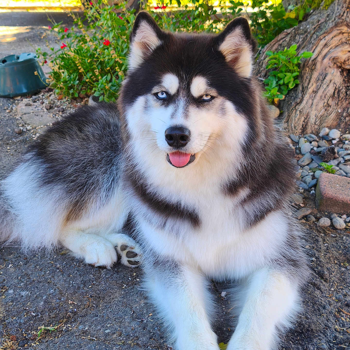 Ipsy participe au concours pour gagner de l'argent avec cette photo : animal, canine, cute, dog, flower, fur, greenery, ground, heterochromia, husky, laying_down, nature, outdoor, paw, pet, portrait, relaxed, sunlight, tongue, tree