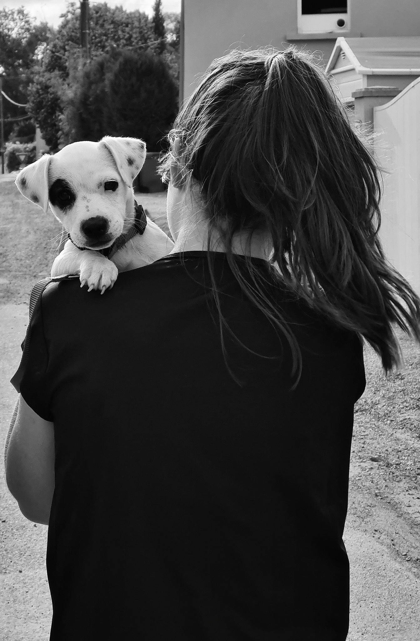 Hermione a rejoint le concours — aidez-le/la à gagner de superbes lots ! black, black_and_white, carnivore, clothing, companion_dog, cool, dog, dog_breed, eyewear, fawn, grass, grey, happy, outerwear, sleeve, snout, style, sunglasses, t_shirt, tree