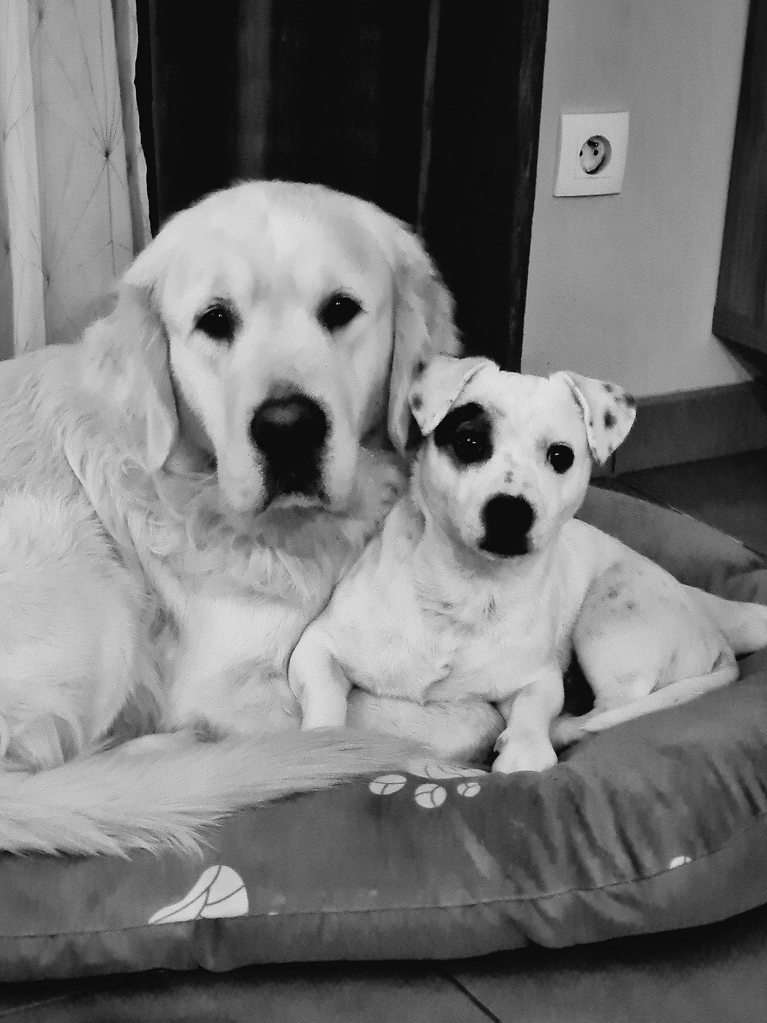 Hermione participe au concours pour gagner de l'argent avec cette photo : black_and_white, carnivore, comfort, companion_dog, dog, dog_breed, dog_supply, fawn, mammal, monochrome, monochrome_photography, pet_supply, photo_caption, puppy_love, snout, sporting_group, stock_photography, style, whiskers, working_animal