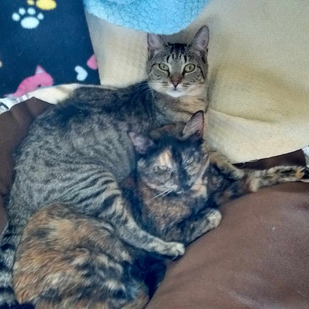 Tiki And Davalee