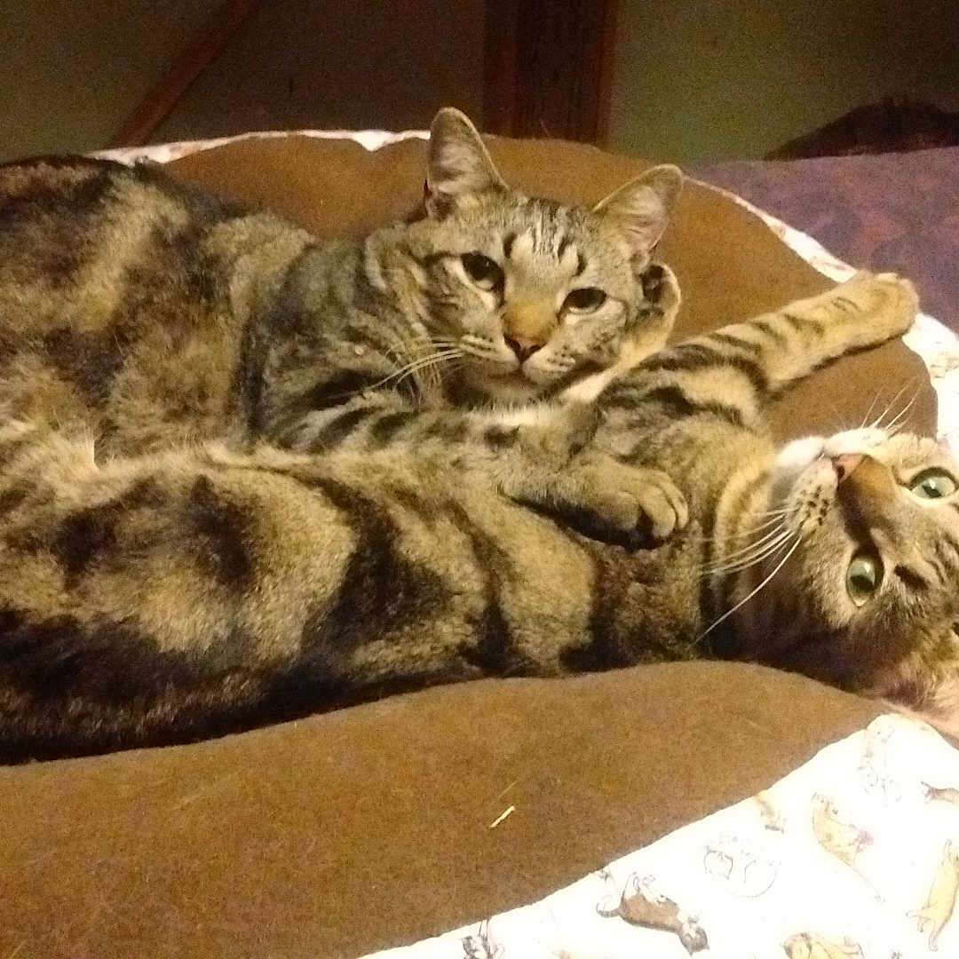 Cheeta And His Sister Tootise