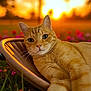 Lilo a rejoint le concours — aidez-le/la à gagner de superbes lots ! animal, blurred_background, cat, chair, closeup, cozy, feline, flower, ginger_cat, grass, nature, outdoor, pet, portrait, relaxed, resting, sunlight, sunset, warm_light, whiskers