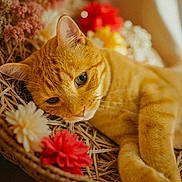 Lilo participe au concours pour gagner de l'argent avec cette photo : animal, basket, cat, close_up, cozy, cute, decor, feline, flowers, fur, indoor, nature_elements, orange_tabby, pet, portrait, relaxed, resting, soft_lighting, whiskers, woven