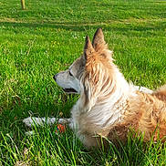 Pistache participe au concours pour gagner de l'argent avec cette photo : dog, long_haired_dog, fluffy, golden_fur, white_fur, sitting, lying_down, grass, meadow, dandelions, pond, water, outdoor, nature, park, sunlight, ball, pet, animal, landscape