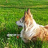 dog, long_haired_dog, fluffy, golden_fur, white_fur, sitting, lying_down, grass, meadow, dandelions, pond, water, outdoor, nature, park, sunlight, ball, pet, animal, landscape