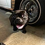animal, black_dog, canine, car_wheel, close_up, dog, ears, floor, garage, happy, indoor, looking_up, paw, pet, playful, portrait, snout, tire, tongue_out, vehicle