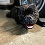 animal, black_dog, blurred_background, canine, close_up, concrete_floor, dog, ears, floor, friendly, happy, indoor, lying_down, muzzle, paw, pet, snout, tire, tongue_out, vehicle