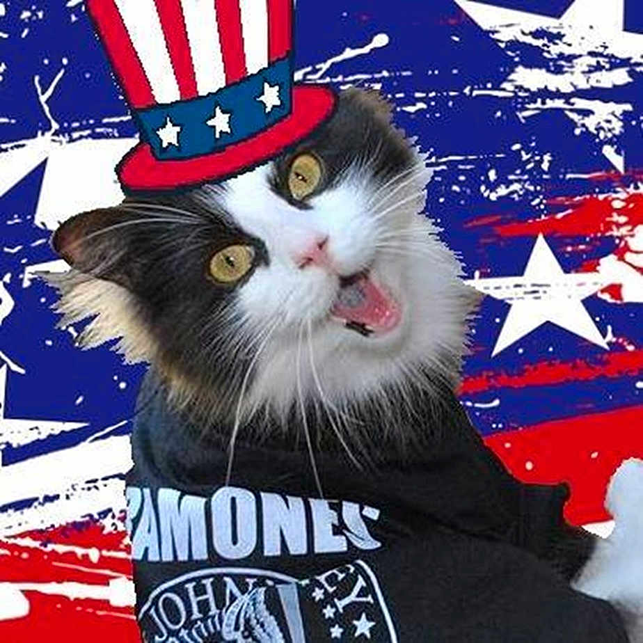 Trooper The Handicapped Kitten joined the competition — help win amazing prizes! american_flag, animal, background, black_and_white, cat, celebration, clothing, costume, ears, expression, feline, funny, hat, patriotic, portrait, ramones, stars, stripes, tshirt, whiskers