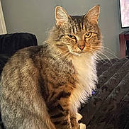 Bella is registered to the contest to win money with this photo: cat, tabby, fluffy, indoor, pet, feline, sitting, fur, whiskers, eyes, blanket, cozy, relaxed, animal, domestic, cute, portrait, mammal, home, expression