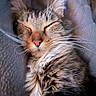 animal, blanket, cat, closeup, cozy, cute, domestic_animal, feline, fluffy, fur, indoors, mammal, peaceful, pet, portrait, relaxed, resting, sleeping, tabby, whiskers