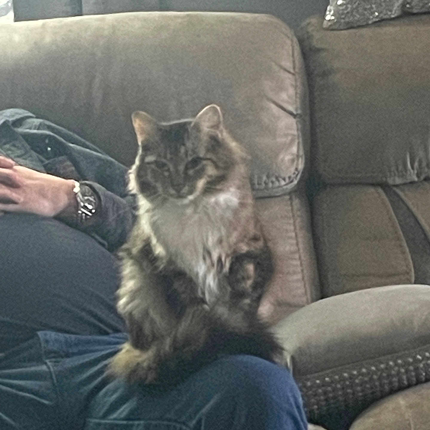 Bella is registered to the contest to win money with this photo: cat, furniture, person, couch, indoor, lap, watch, clothing, seated, domestic_animal, pet, fur, relaxed, home, cozy, casual, animal, resting, brown, grey