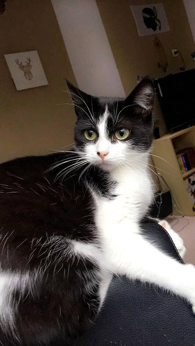 Onyx a rejoint le concours — aidez-le/la à gagner de superbes lots ! american_wirehair, black_and_white, carnivore, cat, domestic_long_haired_cat, domestic_short_haired_cat, felidae, fur, kitten, mammal, norwegian_forest_cat, ragamuffin, small_to_medium_sized_cats, whiskers