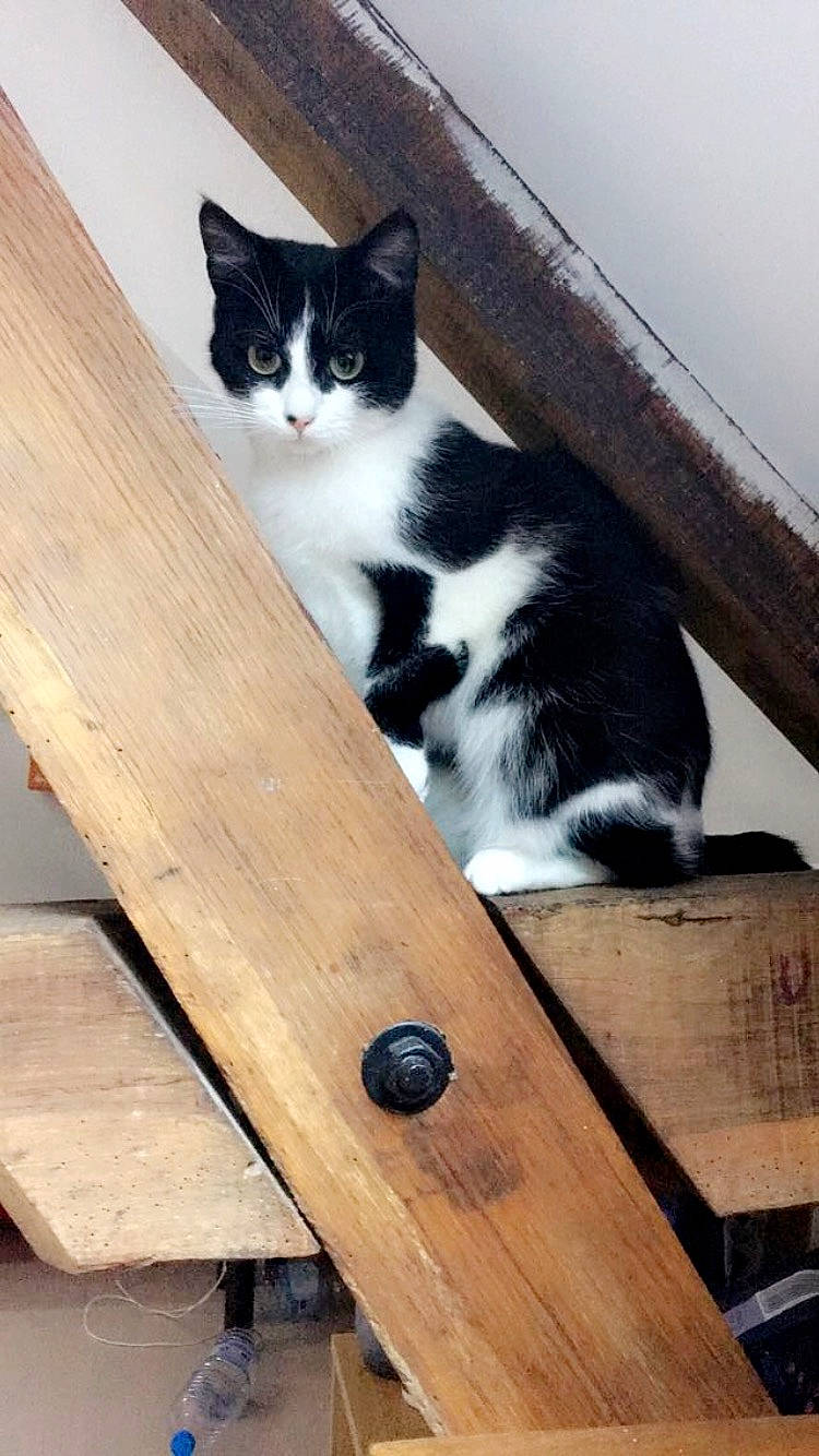 Onyx a rejoint le concours — aidez-le/la à gagner de superbes lots ! carnivore, cat, domestic_short_haired_cat, european_shorthair, felidae, polydactyl_cat, small_to_medium_sized_cats, tail, whiskers, wood