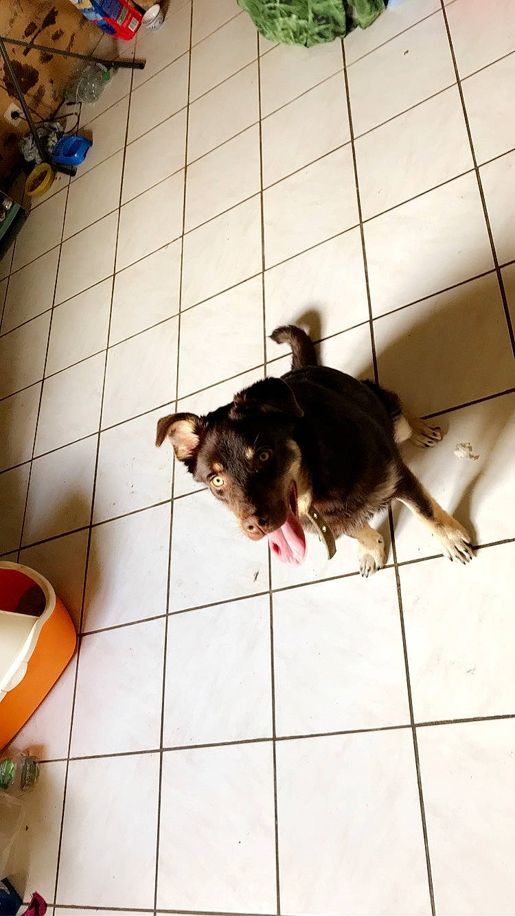 Bobby participe au concours pour gagner de l'argent avec cette photo : canidae, carnivore, cat, chihuahua, dog, dog_breed, felidae, floor, flooring, non_sporting_group, puppy, small_to_medium_sized_cats, tail, tile, toy_dog