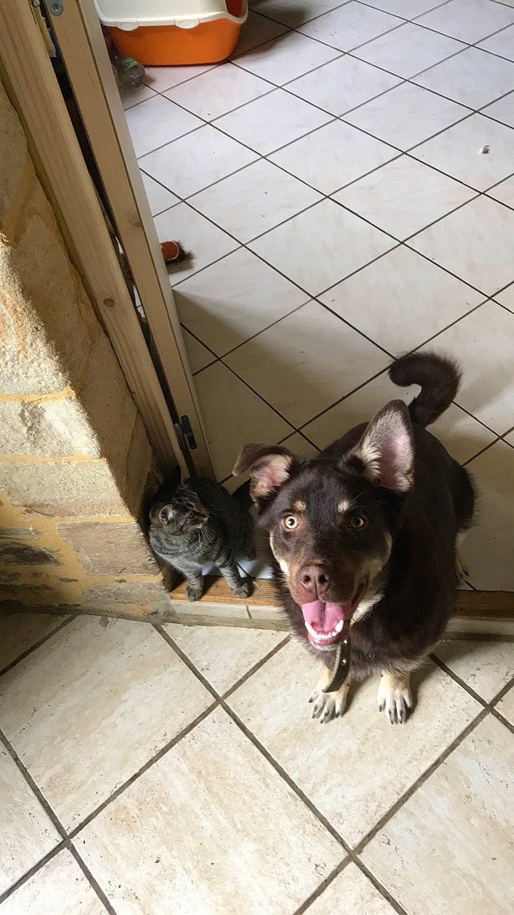 Bobby participe au concours pour gagner de l'argent avec cette photo : american_pit_bull_terrier, canidae, carnivore, dog, dog_breed, fawn, french_bulldog, mammal, non_sporting_group, pit_bull, street_dog