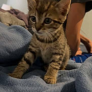 Theo is registered to the contest to win money with this photo: cat, kitten, tabby, pet, blanket, bed, bedding, indoor, cozy, paws, whiskers, ears, stripes, person, arm, portrait, close_up, furniture, screenshot_ui, young