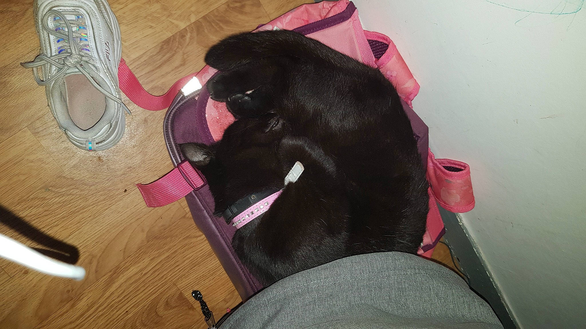 Phényx participe au concours pour gagner de l'argent avec cette photo : canidae, carmine, carnivore, collar, comfort, companion_dog, dog_breed, fawn, felidae, fur, hardwood, magenta, pet_supply, pink, small_to_medium_sized_cats, snout, sporting_group, tail, whiskers, wood