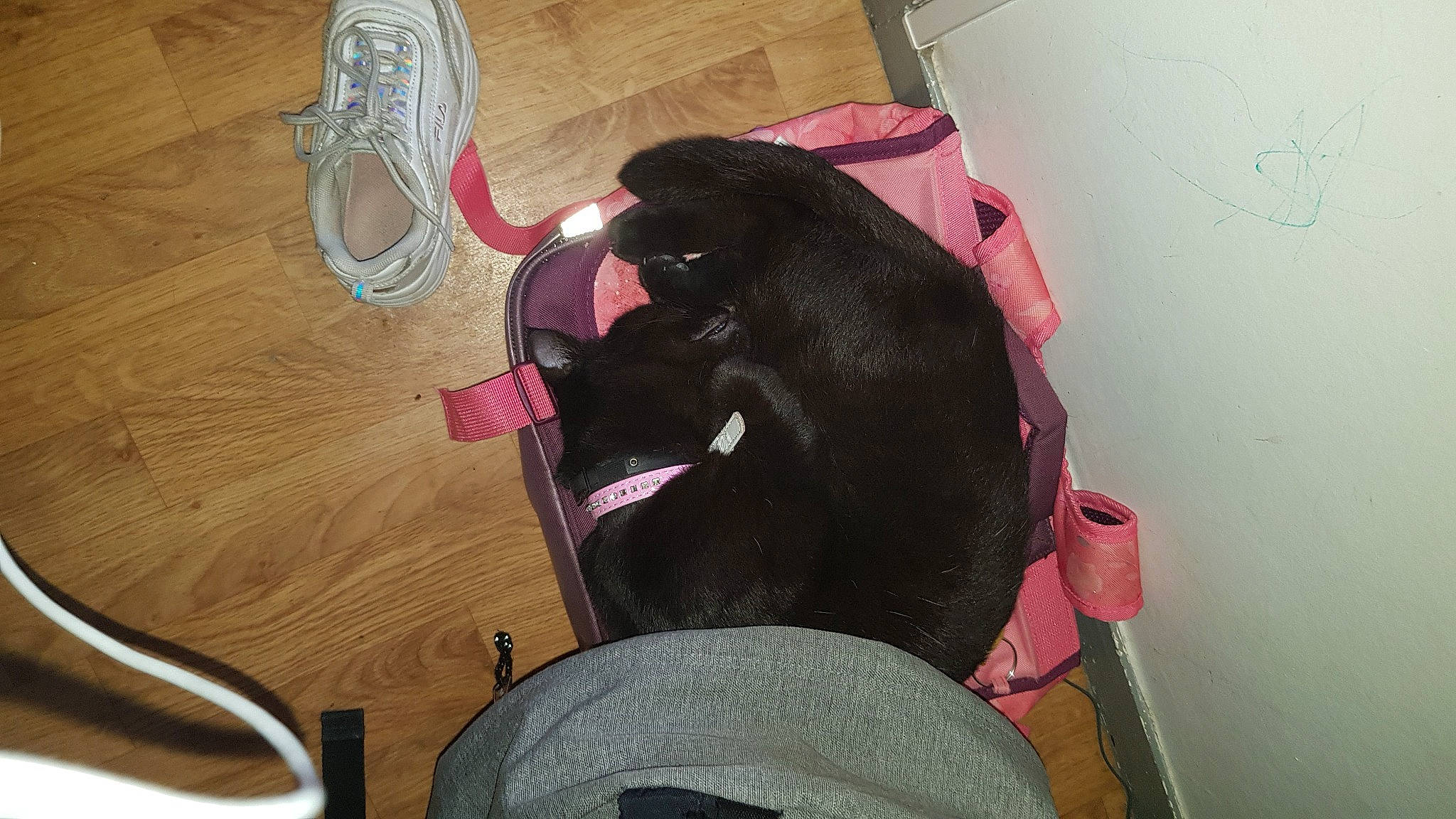 Phényx participe au concours pour gagner de l'argent avec cette photo : bag, carnivore, comfort, companion_dog, dog_breed, eyewear, fawn, fedora, felidae, flooring, hardwood, hat, magenta, personal_protective_equipment, pink, small_to_medium_sized_cats, tail, varnish, wood, wood_stain