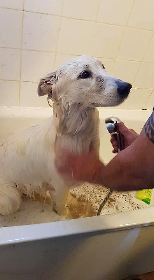 Rouxhy a rejoint le concours — aidez-le/la à gagner de superbes lots ! borzoi, canidae, carnivore, companion_dog, dog, dog_breed, fawn, fur, pet_supply, sighthound, silken_windhound, snout, sporting_group, working_animal