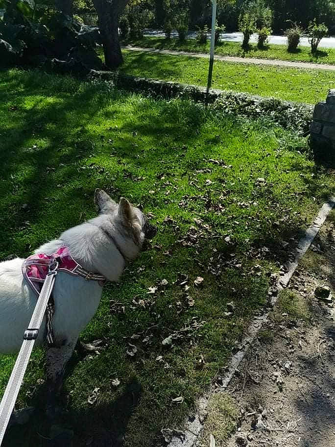 Rouxhy a rejoint le concours — aidez-le/la à gagner de superbes lots ! carnivore, collar, companion_dog, dog, dog_breed, fawn, felidae, grass, groundcover, lawn, leash, plant, shade, shrub, sidewalk, snout, sporting_group, tail, tree, working_animal