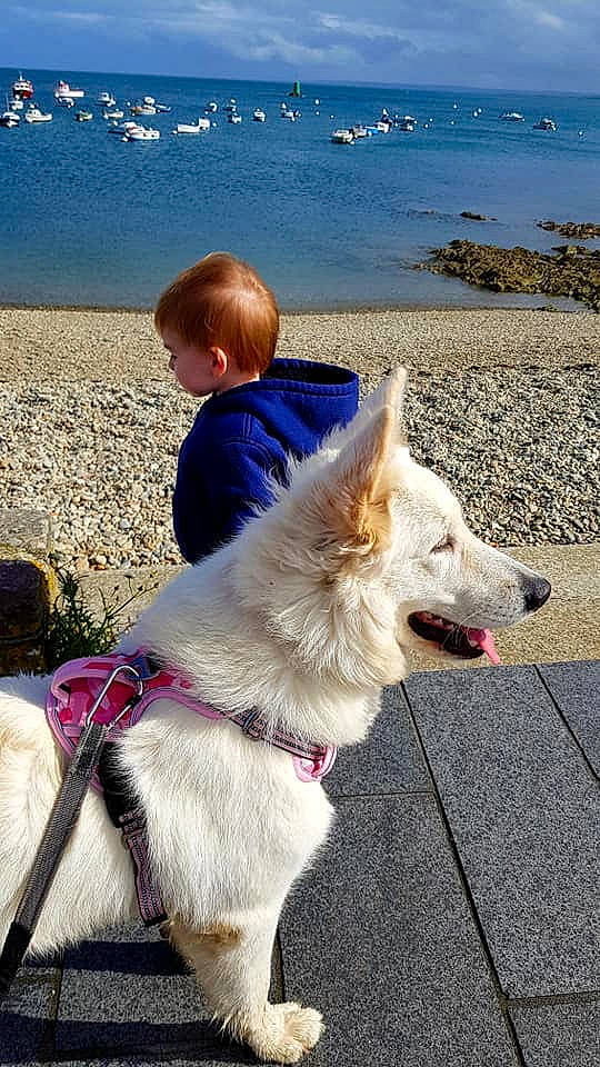 Rouxhy a rejoint le concours — aidez-le/la à gagner de superbes lots ! beach, canidae, carnivore, collar, companion_dog, dog, dog_breed, dog_collar, fashion_accessory, fawn, happy, lake, leash, mammal, people_in_nature, sky, sporting_group, toddler, travel, water