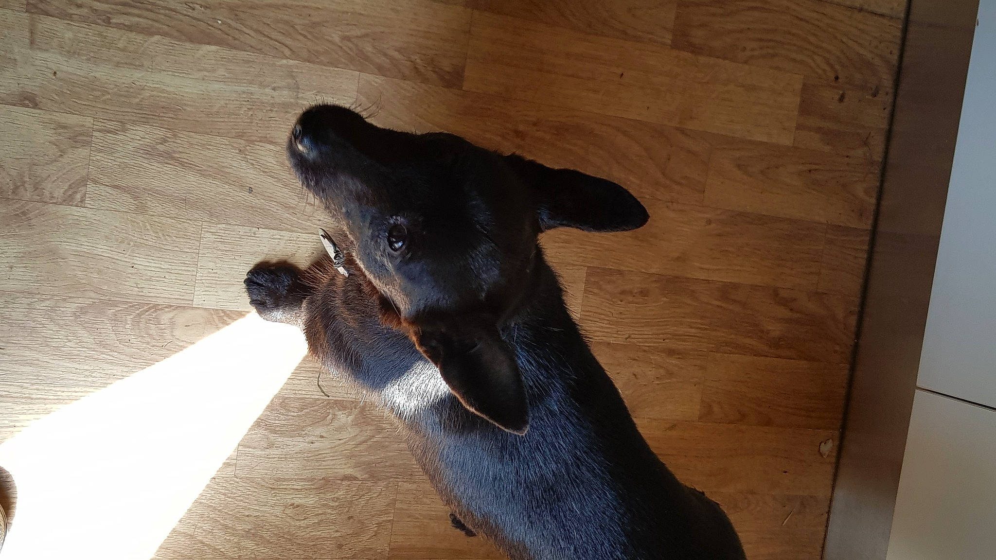 Lhyla participe au concours pour gagner de l'argent avec cette photo : canidae, carnivore, comfort, companion_dog, dog, dog_breed, ear, fawn, flooring, foot, guard_dog, hardwood, paw, pet_supply, snout, sporting_group, terrestrial_animal, whiskers, wood, working_animal