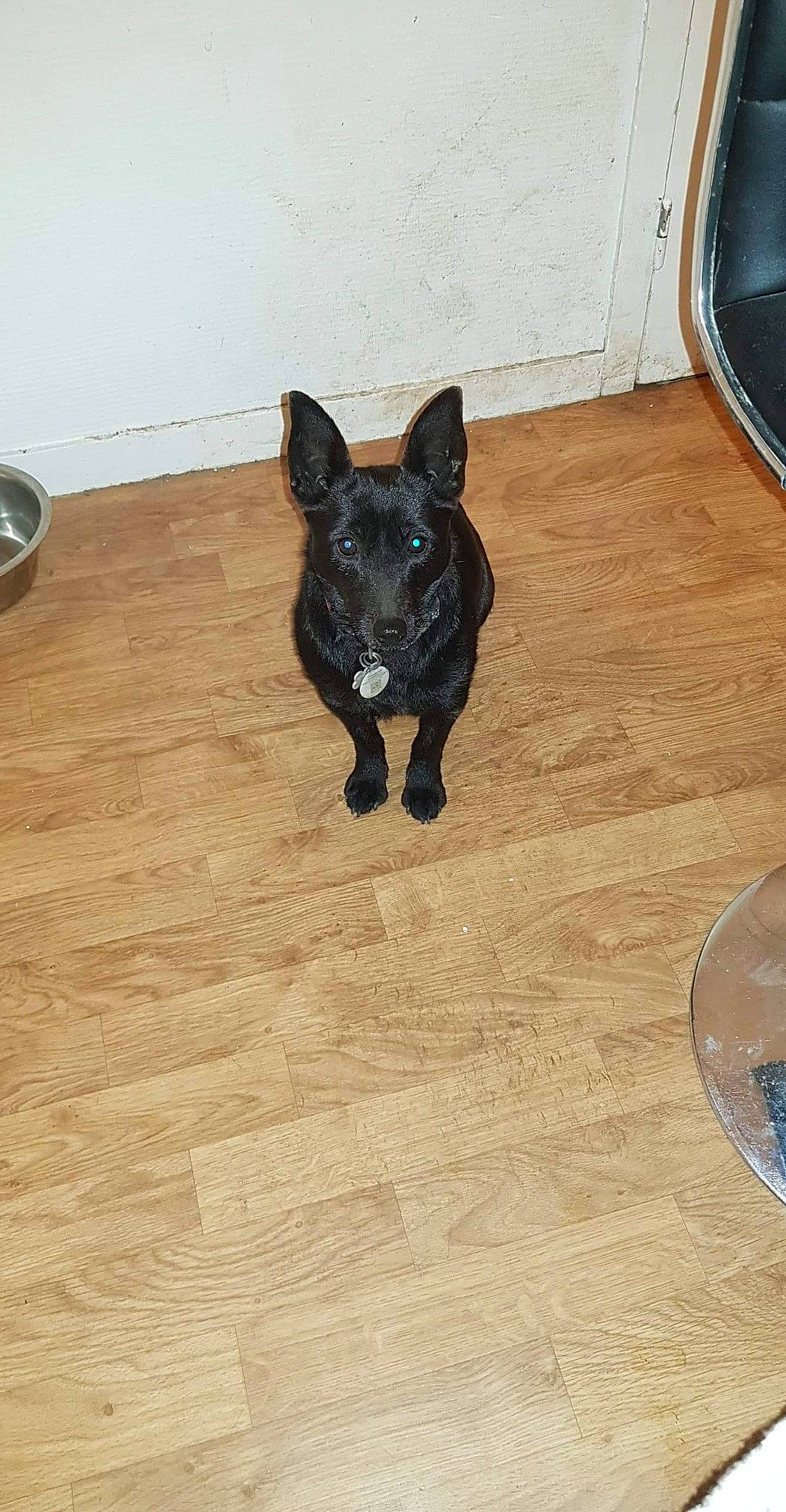 Lhyla participe au concours pour gagner de l'argent avec cette photo : carnivore, companion_dog, dog, dog_breed, dog_supply, fawn, felidae, floor, flooring, hardwood, kitchen_utensil, laminate_flooring, snout, tableware, tail, varnish, wood, wood_flooring, wood_stain, working_animal