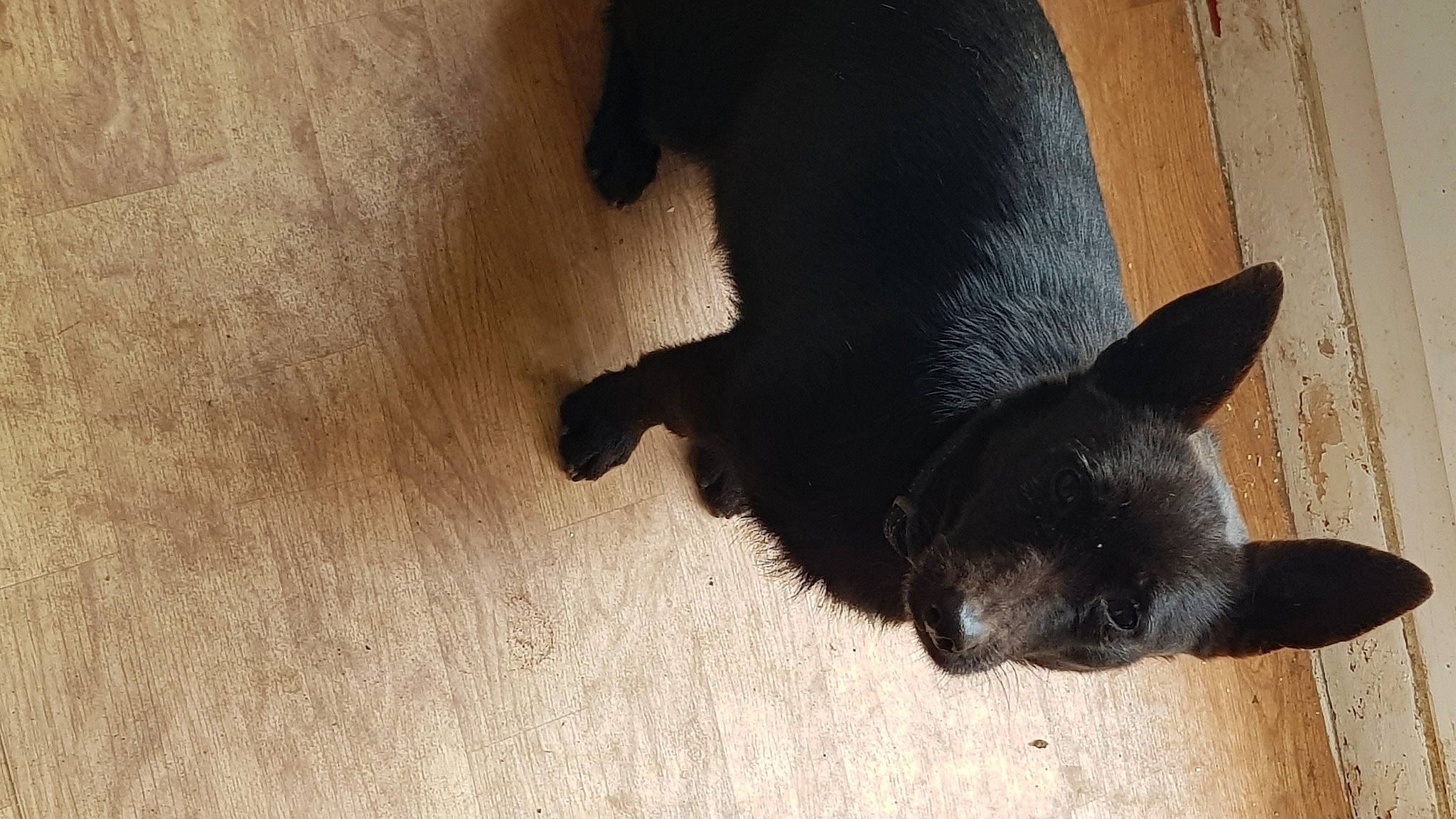 Lhyla a rejoint le concours — aidez-le/la à gagner de superbes lots ! canidae, carnivore, dog, dog_breed, fawn, flooring, fur, hardwood, non_sporting_group, paw, shadow, snout, sporting_group, tail, terrestrial_animal, whiskers, wood, working_animal