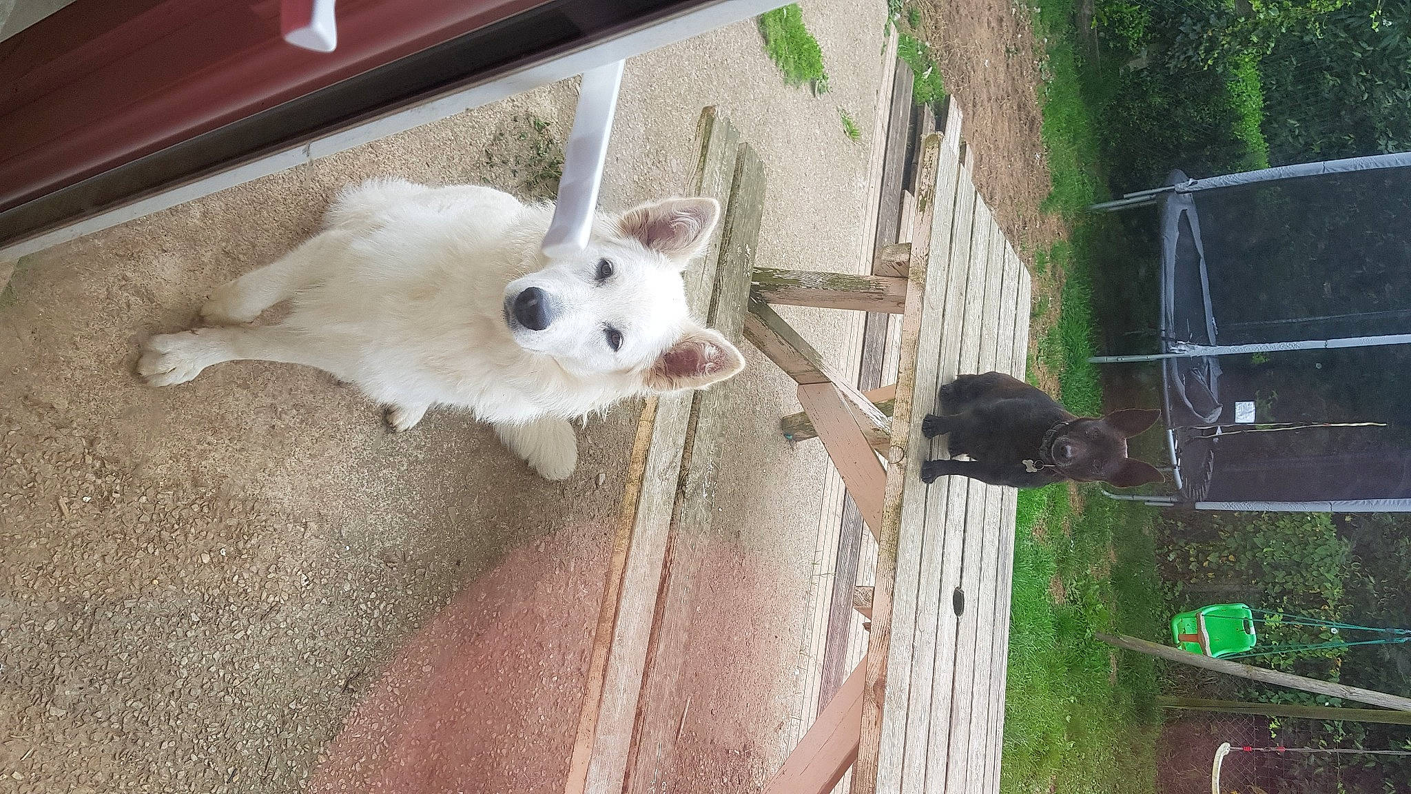 Lhyla a rejoint le concours — aidez-le/la à gagner de superbes lots ! animal_shelter, carnivore, cockatoo, companion_dog, dog_breed, domestic_rabbit, ear, fawn, fur, grass, hare, pet_supply, plant, rabbit, rabbits_and_hares, service, sporting_group, tail, whiskers, wood