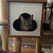 Shelby participe au concours pour gagner de l'argent avec cette photo : cat, tabby_cat, pet, animal, face, eyes, whiskers, ears, portrait, cat_tree, scratching_post, wooden_frame, indoor, home, furniture, pet_bed, fluffy, brown, black, photography