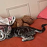 cat, tabby_cat, pet, animal, sleeping, lying_down, relaxed, bed, bedroom, blanket, teddy_bear, pillow, bedding, cozy, indoor, furniture, striped_fur, tail, whiskers, portrait