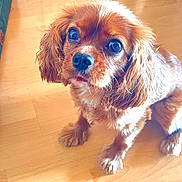 Hermès participe au concours pour gagner de l'argent avec cette photo : dog, puppy, brown_fur, small_dog, pet, indoor, wooden_floor, looking_up, cute, animal, canine, fur, ears, flooring, domestic_animal, young_dog, sitting, eyes, nose, whiskers