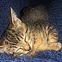 Zara Jay joined the competition — help win amazing prizes! kitten, cat, sleeping, nap, tabby, feline, fur, cute, pet, animal, cozy, blanket, blue, soft, rest, whiskers, ears, closeup, young, domestic_cat