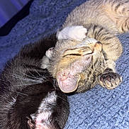 Zara Jay joined the competition — help win amazing prizes! cat, kitten, sleeping, cuddle, tabby, black_cat, fur, whiskers, paw, ears, blanket, cozy, pets, animal, cute, nap, resting, indoor, closeup, friendship