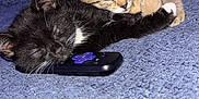Zara Jay joined the competition — help win amazing prizes! kitten, cat, sleeping, cuddle, black_cat, tabby_cat, blanket, remote_control, indoor, cozy, pet, nap, fur, cute, animal, resting, comfort, close_up, bedroom, soft