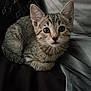 Zara Jay is registered to the contest to win money with this photo: kitten, cat, tabby, pet, animal, cute, feline, young, fur, whiskers, ears, indoor, resting, looking, curious, cozy, soft, blanket, closeup, companion