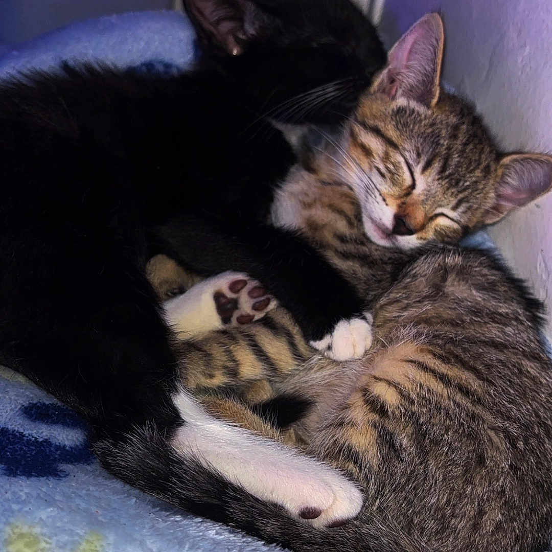 Zara Jay is registered to the contest to win money with this photo: animal, black_cat, blanket, cat, comfort, companion, cozy, cuddle, cute, fur, indoor, kitten, paw, pet, resting, sleeping, snuggle, soft, striped_cat, young_cat