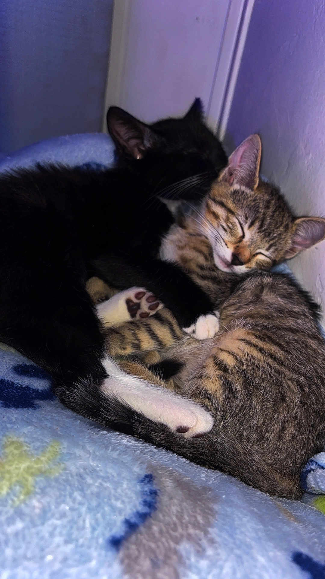 Zara Jay is registered to the contest to win money with this photo: kitten, cat, black_cat, striped_cat, sleeping, cuddle, snuggle, paw, fur, blanket, cozy, indoor, pet, animal, cute, resting, young_cat, soft, comfort, companion