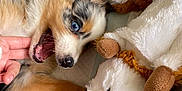 Molly is registered to the contest to win money with this photo: puppy, dog, blue_eyes, playing, bite, hand, finger, stuffed_animal, plush_toy, bed, blanket, cozy, fur, cute, pet, lying_down, indoor, close_up, young_dog, sleeping_area
