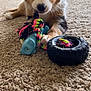 Molly is registered to the contest to win money with this photo: puppy, dog, toy, carpet, blue_eyes, indoor, pet, playful, rope_toy, rubber_toy, chewing, cute, fur, animal, pet_toy, young_dog, front_paws, close_up, canine, home