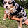 Molly