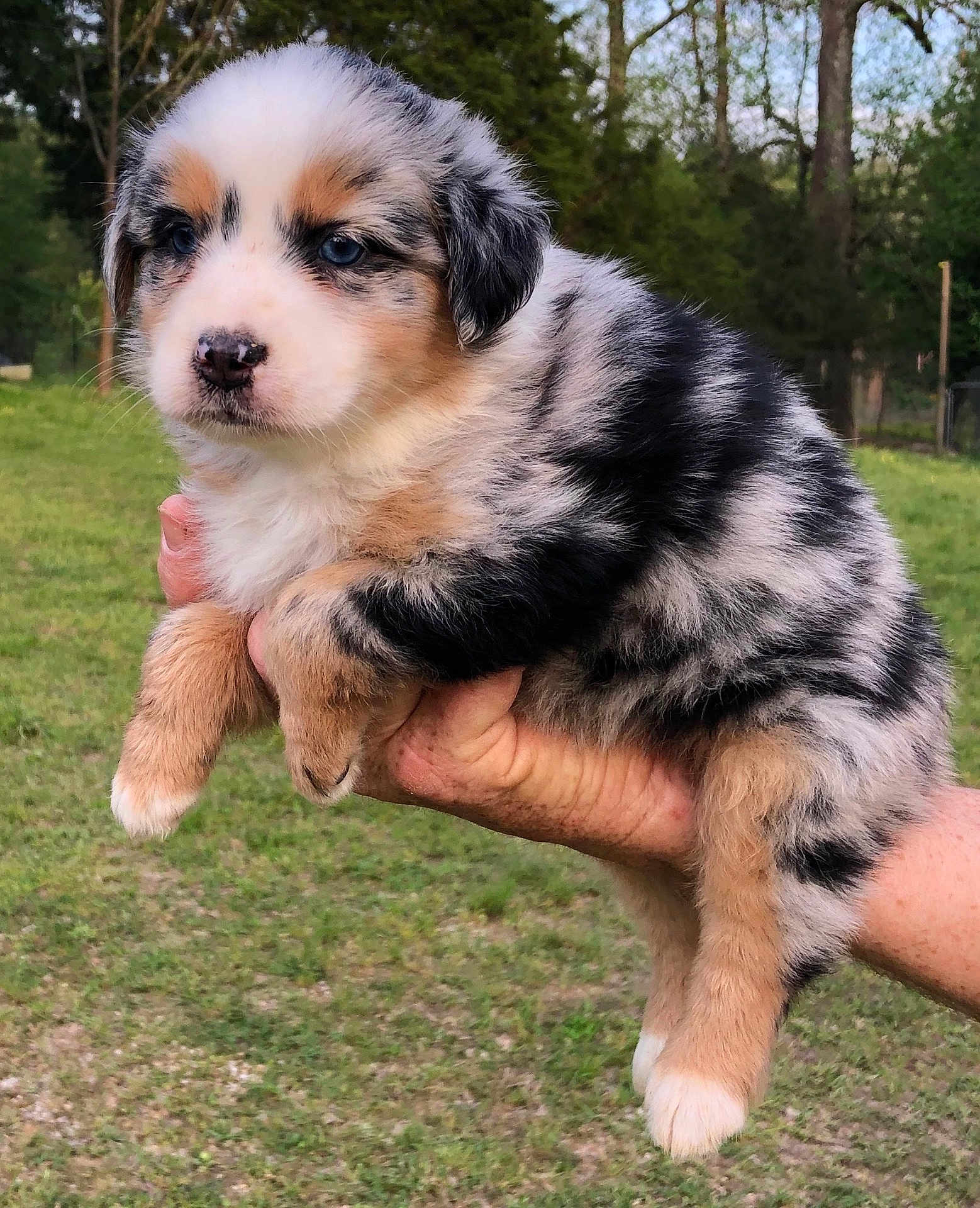 Molly joined the competition — help win amazing prizes! puppy, dog, australian_shepherd, blue_eyes, fluffy, outdoor, grass, trees, hand, cute, young, animal, pet, nature, fur, mammal, portrait, holding, background, speckled