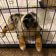 Molly joined the competition — help win amazing prizes! puppy, dog, crate, pet, indoor, carpet, fur, cage, paws, resting, animal, young_dog, training_pad, cute, domestic_animal, fence, black_bars, white, brown, gray