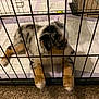 puppy, dog, crate, pet, indoor, carpet, fur, cage, paws, resting, animal, young_dog, training_pad, cute, domestic_animal, fence, black_bars, white, brown, gray