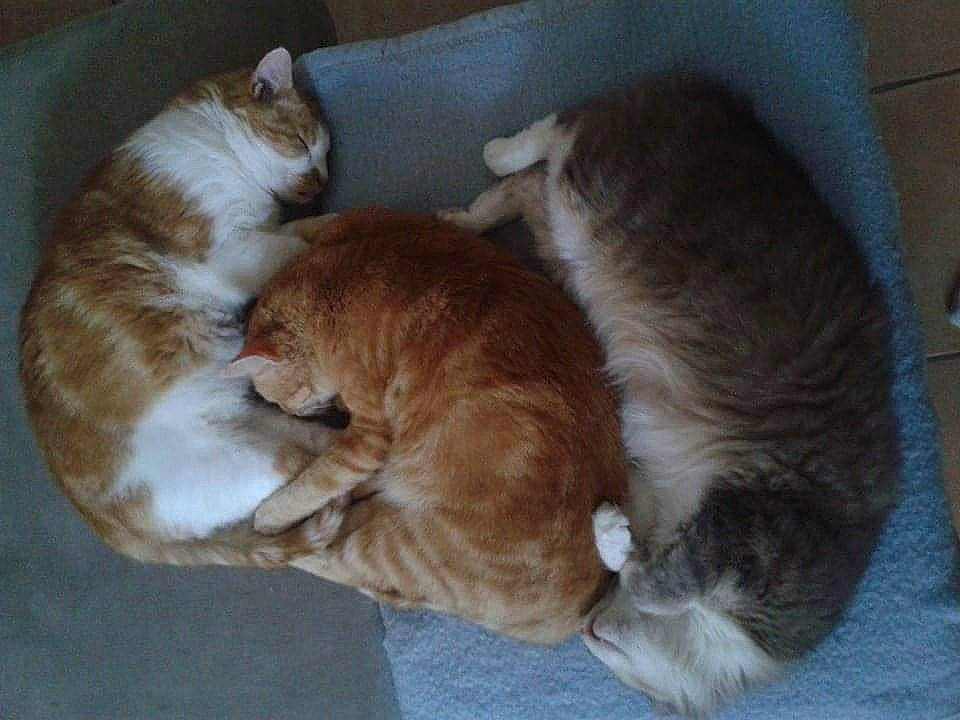 Tigrou.choco.shiper participe au concours pour gagner de l'argent avec cette photo : brown, canidae, carnivore, cat, claw, comfort, companion_dog, dog_breed, domestic_short_haired_cat, felidae, flooring, fur, hardwood, liver, paw, small_to_medium_sized_cats, sporting_group, tail, whiskers, wood