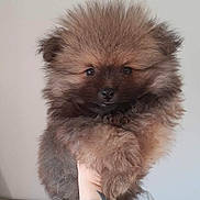 Peluche participe au concours pour gagner de l'argent avec cette photo : dog, puppy, fluffy, brown_fur, small_dog, portrait, close_up, indoor, hand, arm, tattoo, bracelet, chain, wooden_furniture, wall, cables, cute, looking_at_camera, pet, vertical_photo