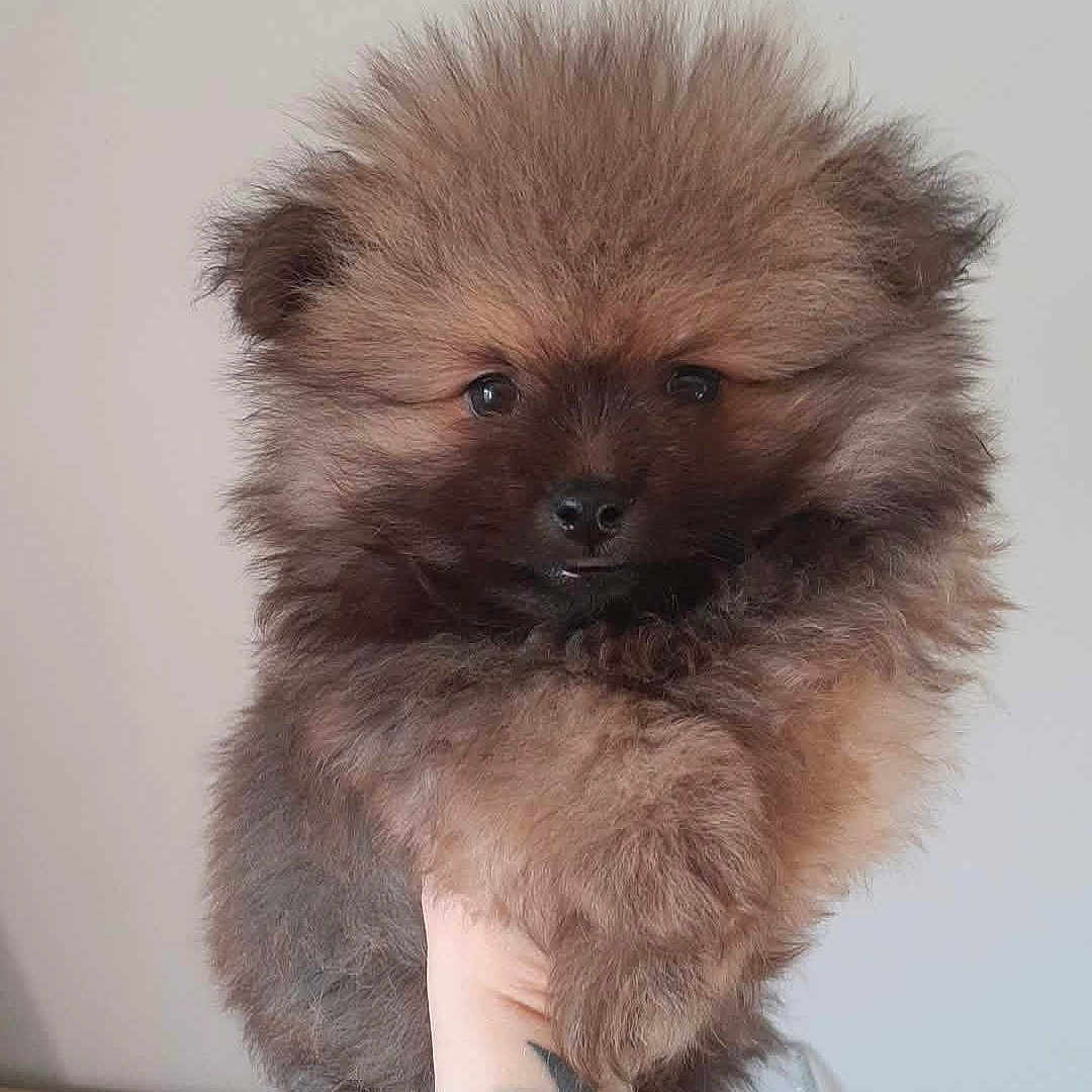 Peluche