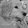 Oslo participe au concours pour gagner de l'argent avec cette photo : dog, fluffy, long_hair, pet, animal, close_up, portrait, black_and_white, monochrome, sleeping, relaxed, lying_down, nose, eye, fur, muzzle, blanket, bedding, indoors, cute