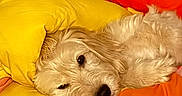 Oslo participe au concours pour gagner de l'argent avec cette photo : dog, puppy, fluffy, cream_color, small_dog, sleeping, relaxed, lying_down, pillow, bedding, yellow, orange, red, indoor, home, close_up, portrait, cute, fur, pet