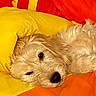 dog, puppy, fluffy, cream_color, small_dog, sleeping, relaxed, lying_down, pillow, bedding, yellow, orange, red, indoor, home, close_up, portrait, cute, fur, pet